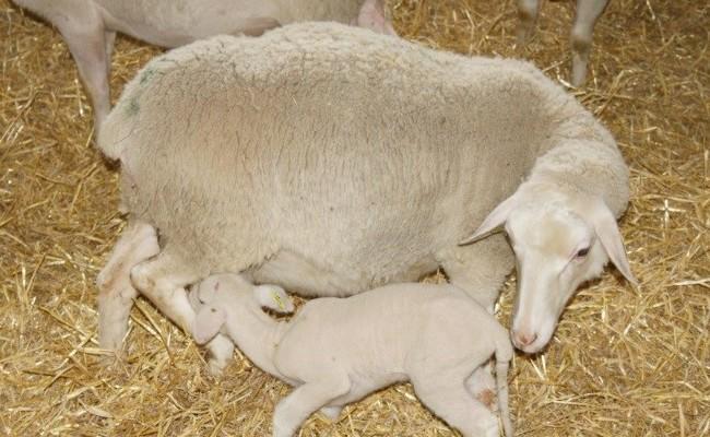 Le processus d'attachement de l’agneau à sa mère : une histoire de tétée et d’ocytocine