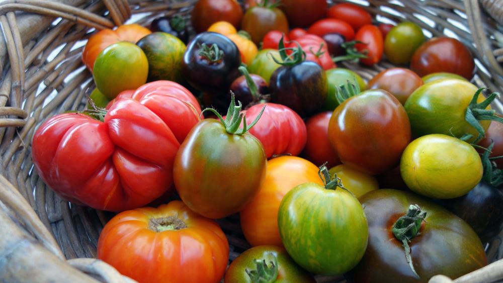 Testez vos connaissances sur la tomate