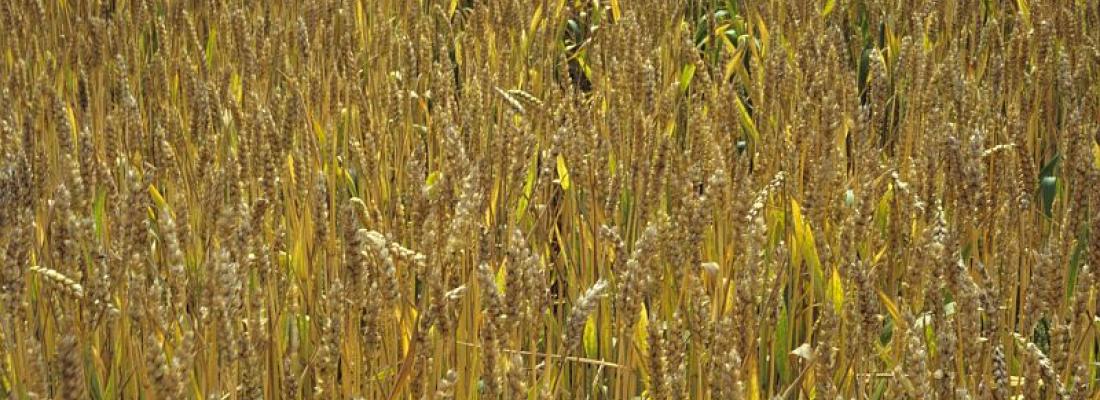 illustration BreedWheat permet de développer de nouvelles variétés de blé pour une agriculture durable