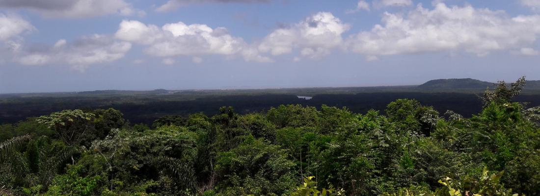 illustration Tropical forests are able to adapt to climate change, to a certain degree 