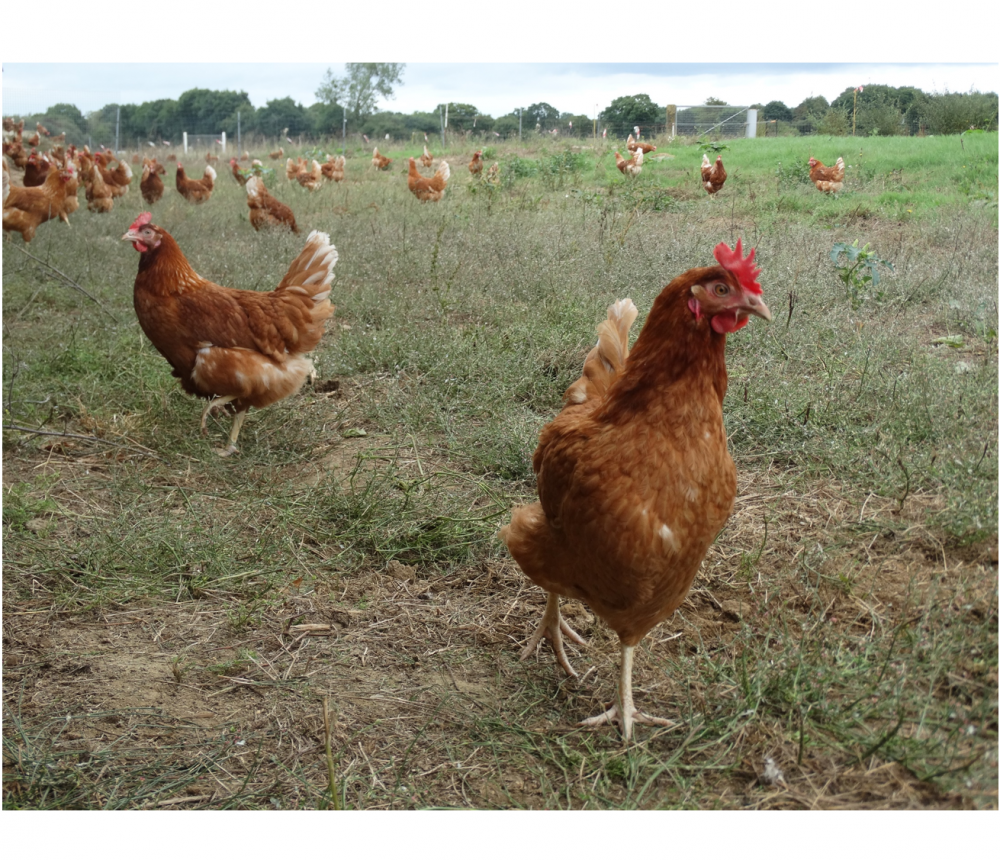 Le déterminisme génétique de la ponte chez les poules : une clé pour des élevages sans cages