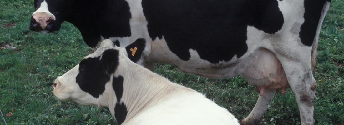 illustration Des signaux du tissu adipeux en cause dans l’infertilité des vaches laitières
