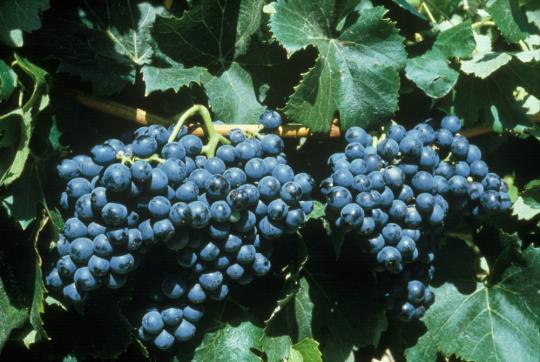 LACCAVE : 10 ans de recherche en partenariat pour l’adaptation de la viticulture au changement climatique