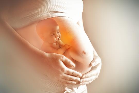 Alimentation pendant la grossesse et développement neurologique du jeune enfant