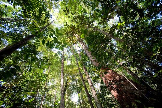 Plants might be able to absorb more CO2 from human activities than previously expected