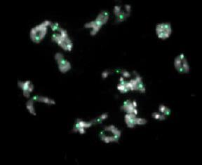 Marquage immunocytologique des échanges génétiques entre chromosomes (foyers verts) chez une plante de colza ne présentant qu’un seul allèle fonctionnel de MSH4