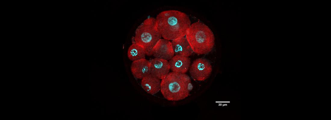 illustration Identification de 56 protéines interagissant avec l’embryon dans l’oviducte bovin