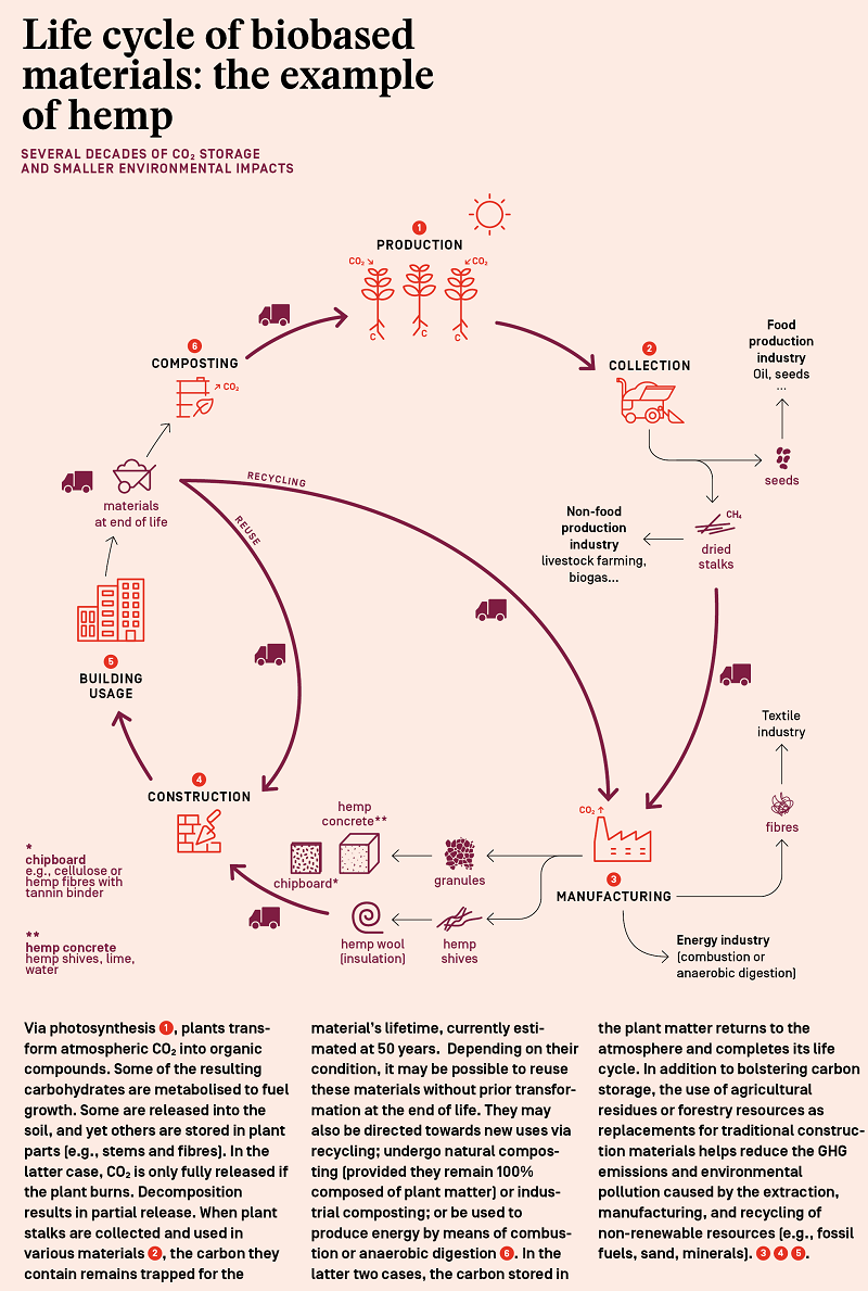 Life cycle of hemp infographic