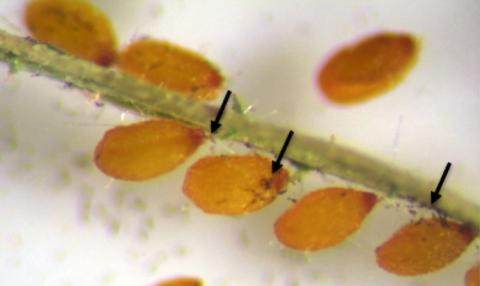 Spore d'Alternaria brassicicola sur semences d'Arabidopsis taliana