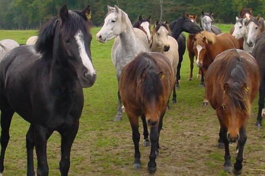 Bien-être animal, environnement, main-d’œuvre… La filière cheval française face à de multiples défis