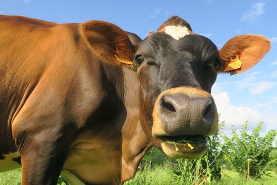 Systèmes d’élevage laitiers agroécologiques et résilients en Nouvelle-Aquitaine : SYRENAE