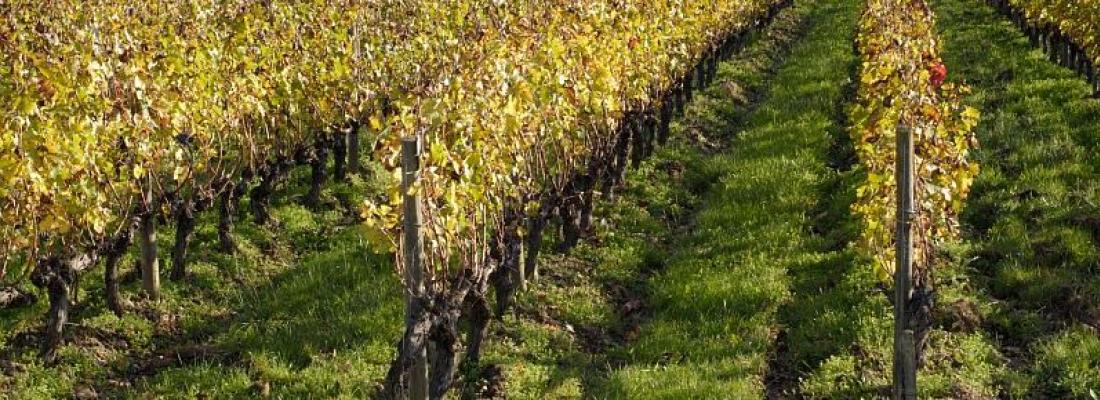 illustration Les vins d’appellation vont-ils disparaître ou renaître avec le changement climatique ?