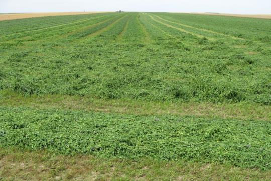 Decrease in the environmental footprint of dehydrated alfalfa — an essential livestock food 