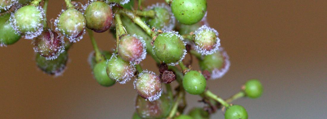 illustration Grapevine downy mildew: researchers identify a group of genes involved in its sexual reproduction 