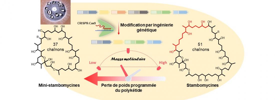 illustration Nouvelle approche de biologie de synthèse pour générer des analogues de polykétides "allégés"