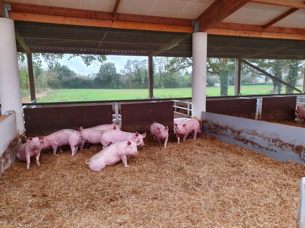 Porganic : un dispositif expérimental d'élevage porcin bio