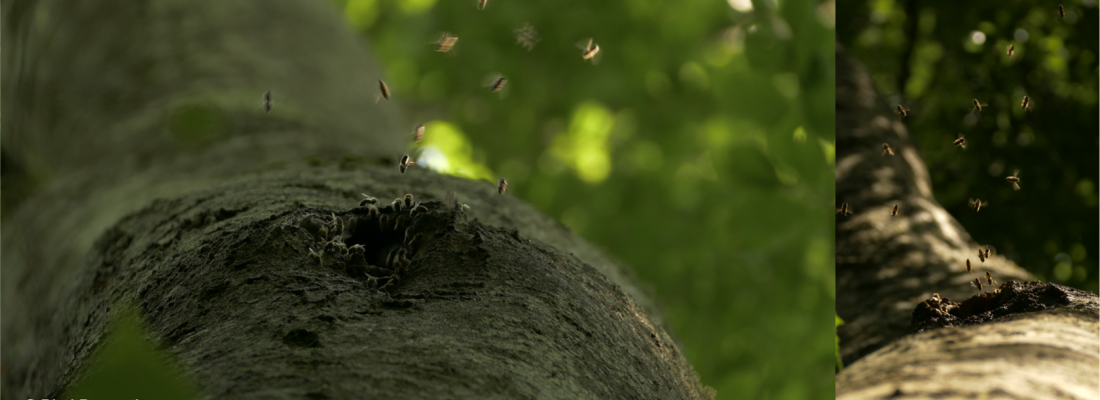 illustration Des cavités dans les arbres pour préserver les colonies d'abeilles sauvages