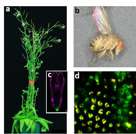 "La plante Arabidopsis (a) et la mouche Drosophila (b) ont permis de découvrir le rôle important du gène TCTP ainsi que les complexes COP9 et CRL, commun à ces deux organismes, pour la division cellulaire au cours du développement. (c) embryon d‘Arabidopsis (d) image d’œil de Drosophile visualisé par microscopie en fluorescence
