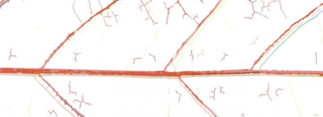 illustration Nouvelle technique optique de visualisation de l'embolie chez les plantes