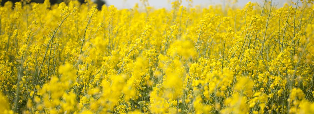 illustration Winter rapeseed – the benefits of its association with companion legumes