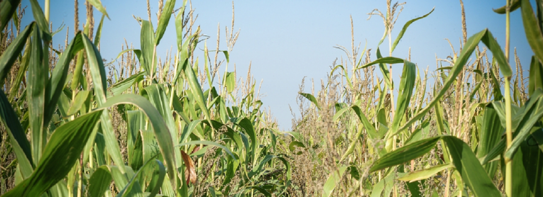 illustration Changement climatique : AMAIZING explore l’incroyable diversité génétique du maïs