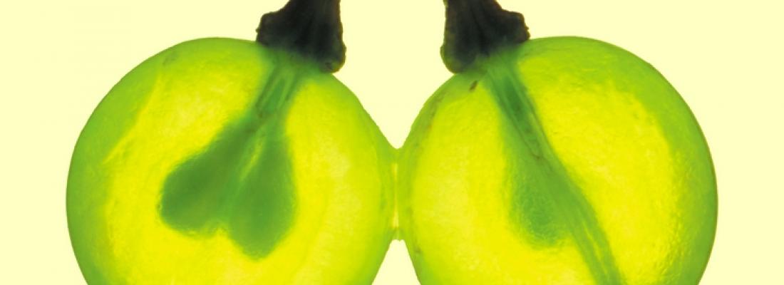 illustration L’extrait de pépins de raisin contient des molécules antioxydantes efficaces  pour la protection des cellules ovariennes humaines 