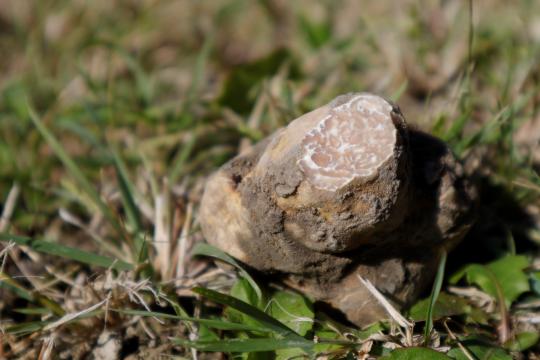 Controlled production of white truffles Made in France: a global first