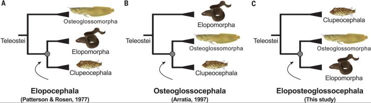 Teleost fish trees of life representing the two hypotheses of the controversy 