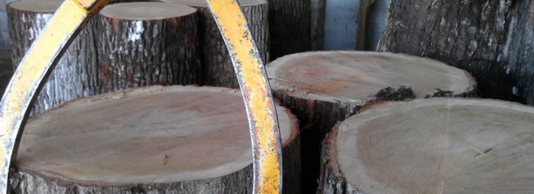 illustration Des marqueurs génétiques pour garantir la traçabilité des bois de chêne de tonnellerie