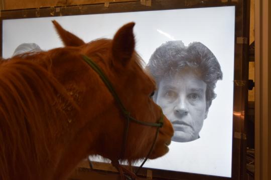Horses, experts in facial recognition
