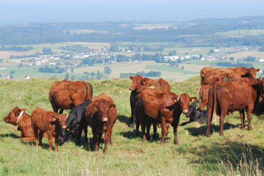 Le croisement Angus x Salers et l’engraissement à l'herbe : deux pratiques pour produire une viande bovine de qualité supérieure