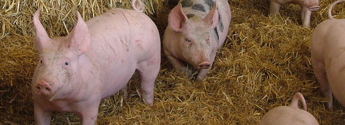 illustration Porcs biologiques : mieux valoriser les mâles non castrés