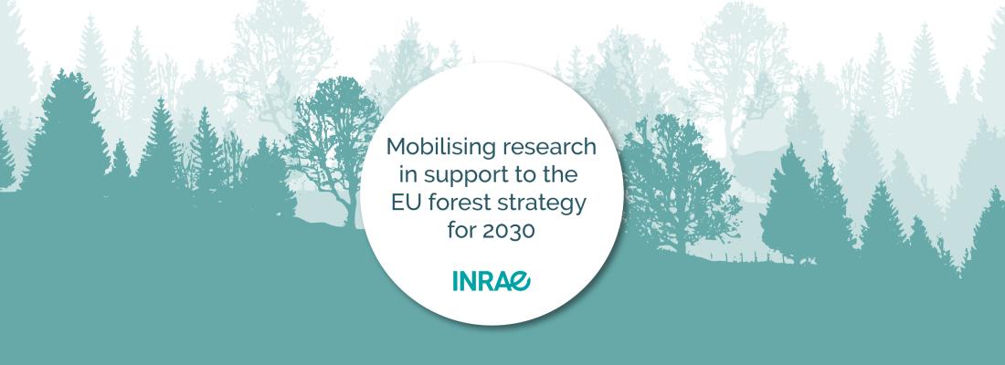 illustration Conference - Mobilising research in support to the EU forest strategy for 2030