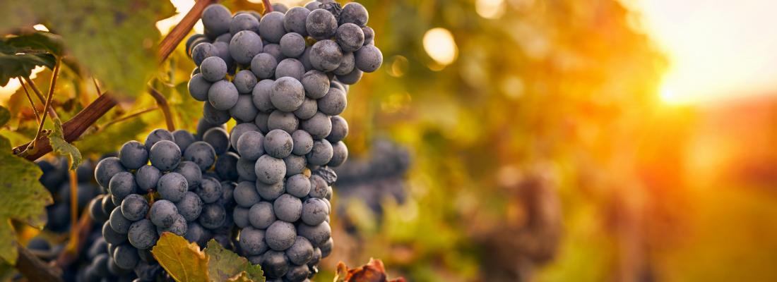 illustration  Pesticides en région viticole : comment accompagner la transition agroécologique?