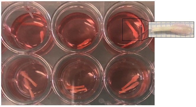 Plusieurs follicules plumeux en culture in vitro et un zoom
