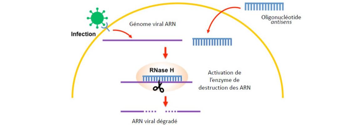 illustration La conception de petites séquences d’ADN synthétique permet de bloquer la multiplication du virus SARS-CoV-2 :  une nouvelle piste de thérapie anti-virale pour la COVID-19 ?