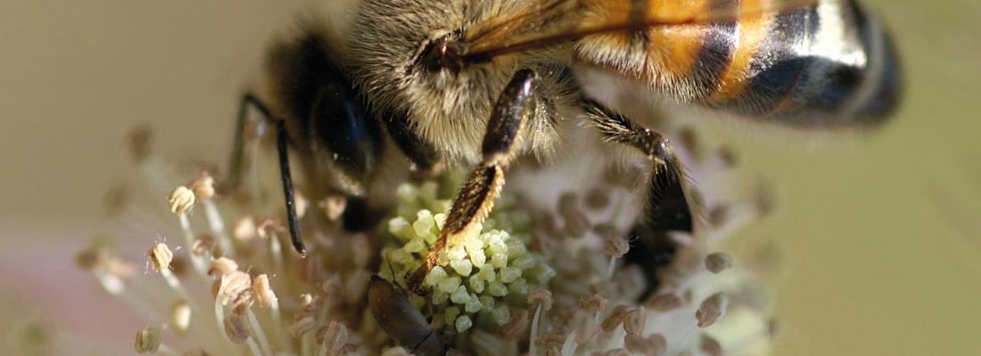 illustration Survie des colonies en hiver : les couverts fleuris et les habitats naturels boisés améliorent la vitalité des abeilles mellifères