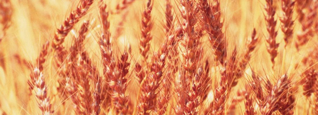 illustration New perspectives to improve wheat: the reference sequence of wheat genome is finally a reality