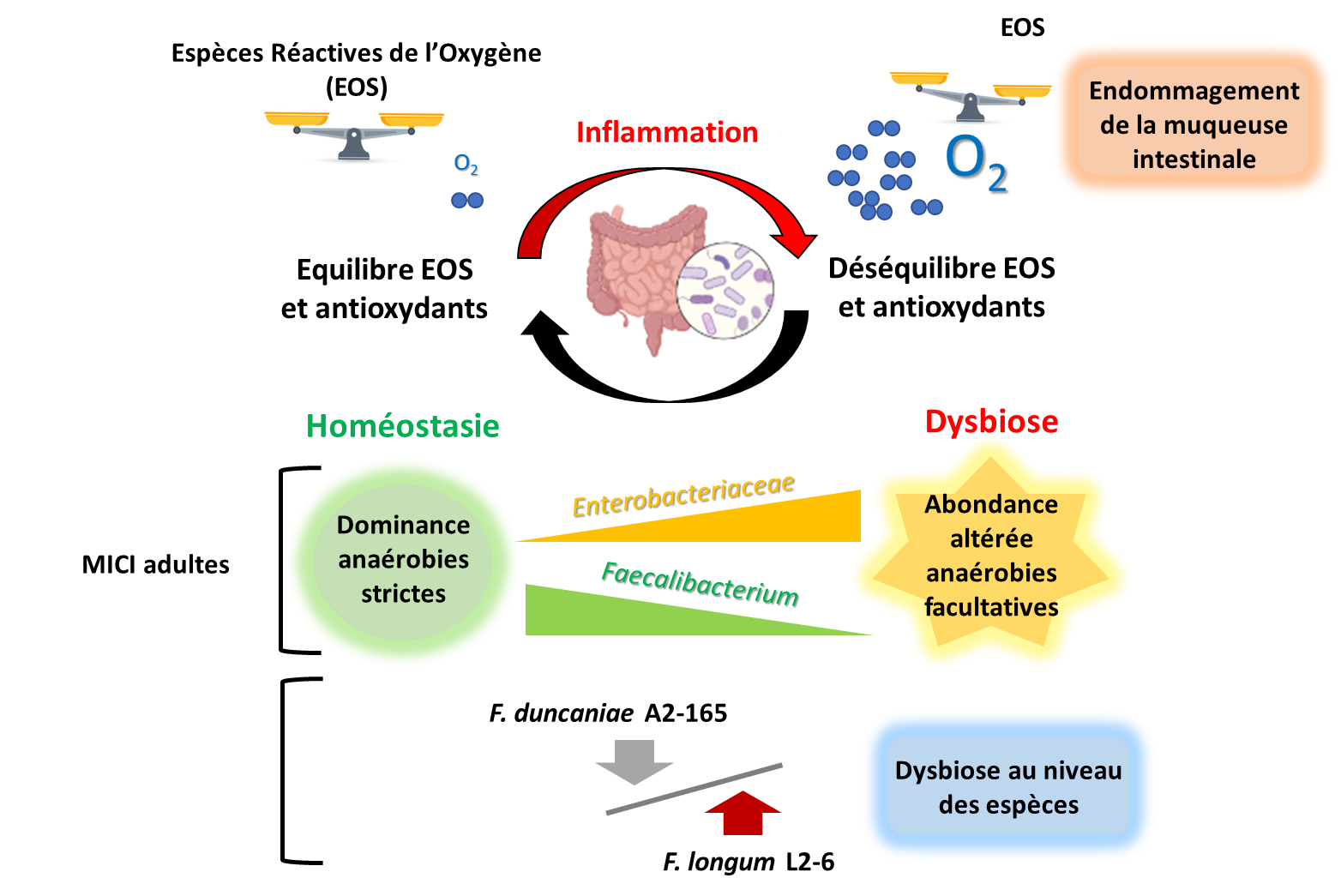 Relations entre Faecalibacterium dans le microbiote intestinal et l'inflammation du côlon