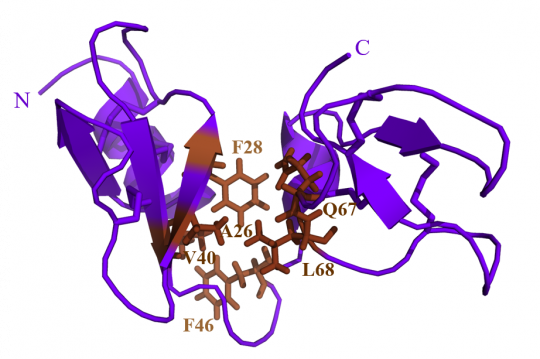 Structure tridimensionnelle de l’AvBD11 résolue par Résonance Magnétique Nucléaire (Centre de biophysique moléculaire, Cnrs, Orléans). Les acides aminés hydrophobes impliqués dans la compaction de l’AvBD11 sont indiqués en marron. N et C précisent les extrémités amino (N) et carboxy (C) terminales de la séquence protéique de l’AvBD11