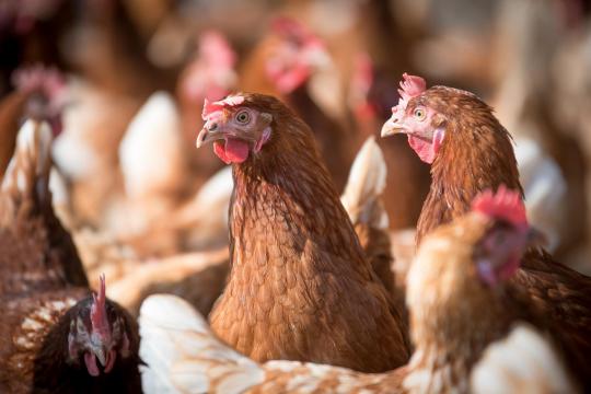 Discovery of heritable resilience indicators in laying hens 