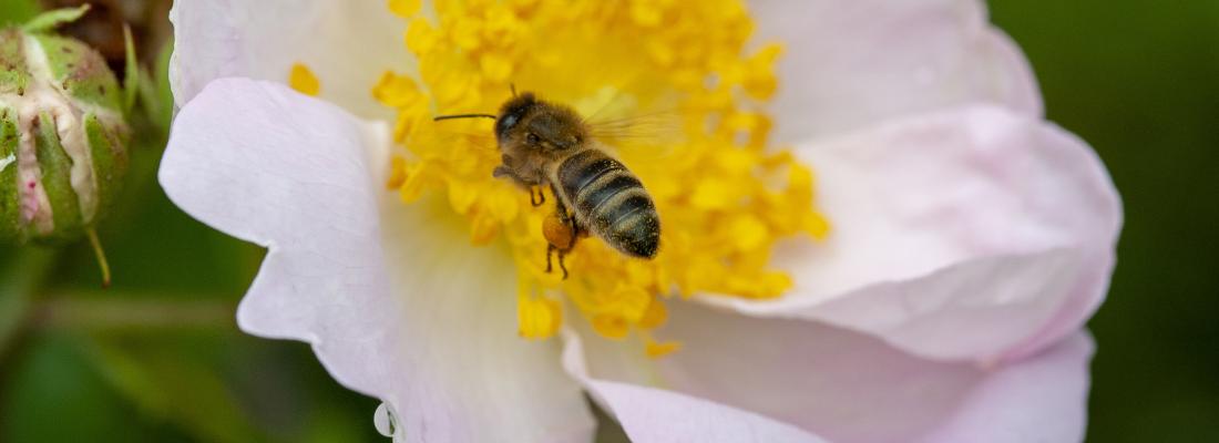 illustration Le pollen réduit la sensibilité des abeilles aux pesticides