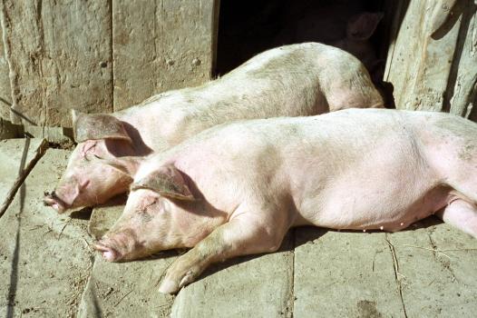 Les porcs nourris avec de la levure vivante supportent mieux la chaleur