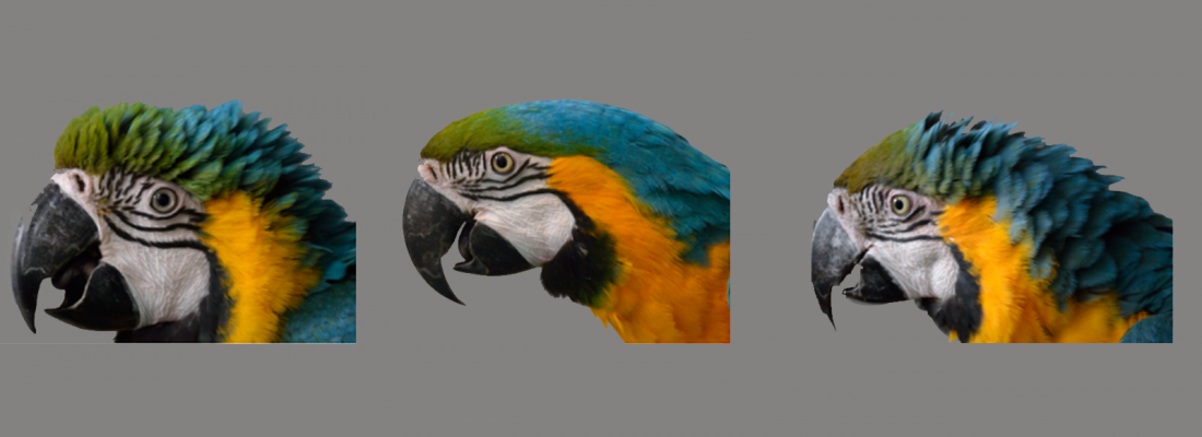 illustration Macaws that blush: facial expressions demonstrated for the first time in birds