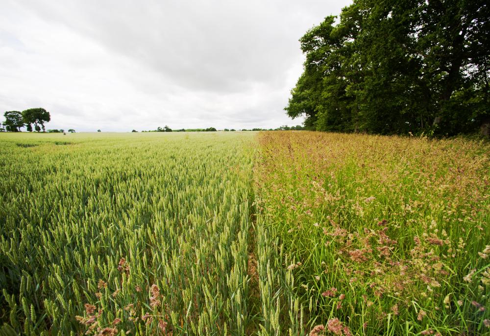 Étude prospective « Agriculture européenne sans pesticides en 2050 » 