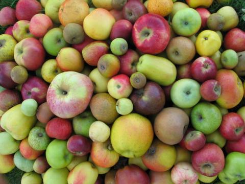 Les variétés anciennes de pommes montrent une grande diversité de taille, de forme, de couleur et d'aspect
