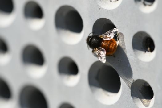 Nichoirs artificiels pour abeilles cavicoles : les abeilles peuvent-elles nicher dans le béton ?