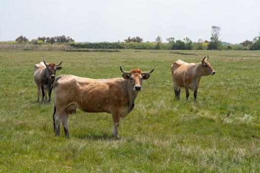 Biodiversity-friendly livestock farms: a source of inspiration for the future
