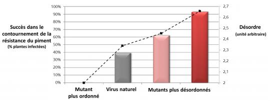 Le succès dans le contournement de la résistance du piment au virus est corrélé au taux de désordre dans la protéine VPg.
