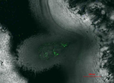 Observation en microscopie confocale laser de cellules de Xcf marquées à la GFP dans la barre tracheide d'une graine de haricot coupée transversalement au niveau du funicule